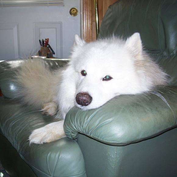 Meet your Posher, Diane - Picture 1 of 1